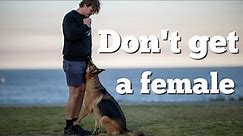 5 things to know before getting a female German Shepherd