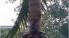 This is how an Anaconda climbs Trees