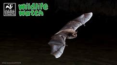 Wildlife Wednesday: All about bats!