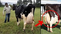 9 Highest Milk Producing Cow Breeds for Your Dairy Farm | Best Cow Breeds for Milk Around The World
