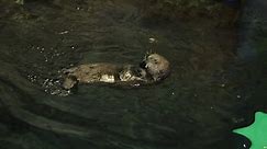 Sea otter pup Shedd Aquarium
