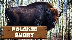 Żubry w Polsce / Polska przyroda