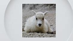 Rocky Mountain goat kid dies unexpectedly at Denver Zoo