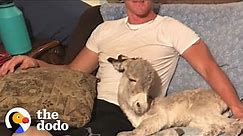 Baby Donkey Loves Snuggling On Couch With Dad | The Dodo