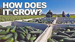 CUCUMBER | How Does it Grow?
