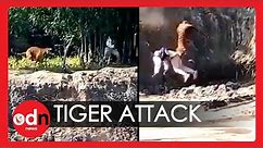Terrifying Moment Rampaging Tiger Knocks Man into Deep Pit in India