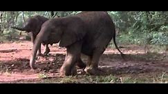 African Animals Getting Drunk Off Ripe Marula Fruit