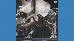 Largest triceratops skeleton to be auctioned
