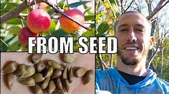 How To Grow An Apple Tree From SEED to FRUIT 🍎! In 3 YEARS!!