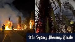 Iconic Melbourne palm trees go up in flames