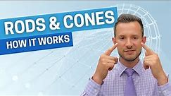 HOW IT WORKS - Rods & Cones