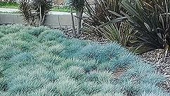 QAUZUY GARDEN 200 Blue Fescue Seeds Festuca Glauca Seeds - Perennial Ornamental Grass Seeds - Hardy Drought Tolerant - Beautiful Ground Cover Lawn Grass - Easy to Grow
