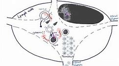 Brandl's Basics: B cell activation, maturation and differentiation