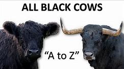 All Black Cow Breeds | Black Cattle | Black Cow | Black Bull