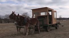 Feeding Cattle with Draft Mule Power