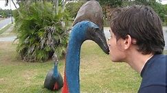 Cassowary Bird kills 75 year old owner in Florida, after he falls to the ground!