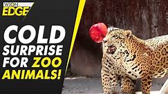 What this Mexican zoo is doing for animals to beat the heat | WION EDGE