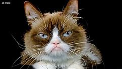 Grumpy Cat passes away at 7 years old