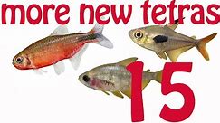 New Tetra Guide: 15 more New tetras! New Hyphessobrycon and Moenkhausia - Part 2 - rare new tetras !