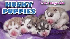 Husky Puppies (newborn) - SUPER CUTE! 🐺😂