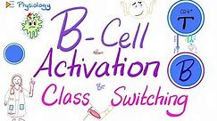 B-Cell Activation and Class Switching | Immunology | Physiology Series