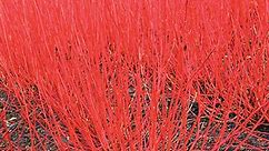 Variegated Red Twig Dogwood | Shrubs for Sale from Gurney's