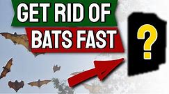 Bats How to Get Rid of them Fast | Top 7 Ways