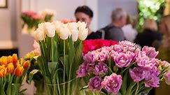 Kolory tulipanów - takie mają znaczenie. Zobacz, co oznaczają czerwone, białe czy żółte tulipany