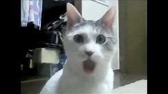 OMG Cat Shocked Meme || Funny Transition || True Memers||