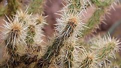 アリゾナ州のサボテン。テディベア・チョーラ(Cylindropuntia)。 砂漠の風景の中で野生のサボテンの異なる種類。
