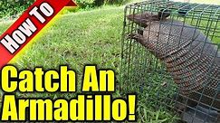Armadillo Trap: How To Get Rid Of Armadillos