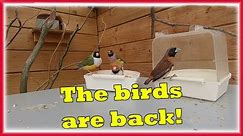 The Aviary Birds are BACK!