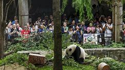 El programa de pandas del Zoológico Nacional llega a su fin después de más de 50 años mientras China mira hacia otra parte