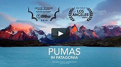 Pumas in Patagonia