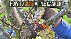 How to Identify and Cure Apple Canker Disease, Neonectria ditissima