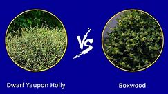 Dwarf Yaupon Holly vs Boxwood: What Are The Differences?