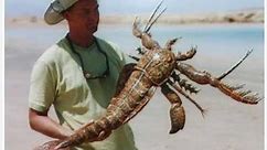 Facts about Crustaceans