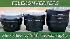 Teleconverters for Mirrorless Wildlife Photography | Nikon Z7 + 500mm f/5.6E PF & 300mm f/2.8G VR II
