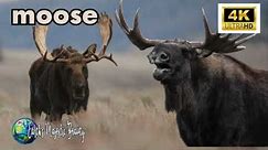 Majestic Moose: Exploring the World of North America's Largest Deer