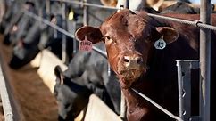$100K in cattle stolen from Texas ranch