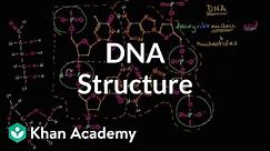 Molecular structure of DNA | Macromolecules | Biology | Khan Academy