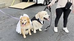 68 Dog Couples Wed in Illinois