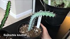 My Euphorbia Collection Update January 2019