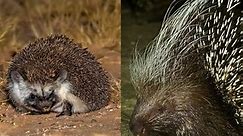 Hedgehog vs Porcupine - What’s the Difference? Learn It All!
