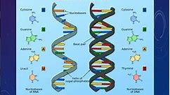 DNA vs RNA Class 10 CBSE #shorts