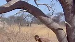39_#nature #africa #animalworld #fypviral #interestingvideos #foryoupage #longervideos #documentary #wildlife #fyp #ReelFacebook #fypシ゚ #ReelVideo #Reel #ReelViral | Archie Camp