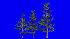 3D white fir cluster with wind effect on blue screen 3D animation. You can easily key out (remove) the blue screen with just one click using any video editor.