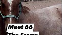 He Is A Looker 😍 #reels #studhorse #stallion #horsebreeding #horses #beautiful | The Farm on Route 66