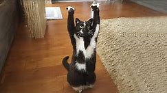 Put your hand up ! Funniest Cats and Dogs Videos Ever Try not to laugh