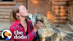 Woman Rescues The Friendliest Wolf Dog | The Dodo